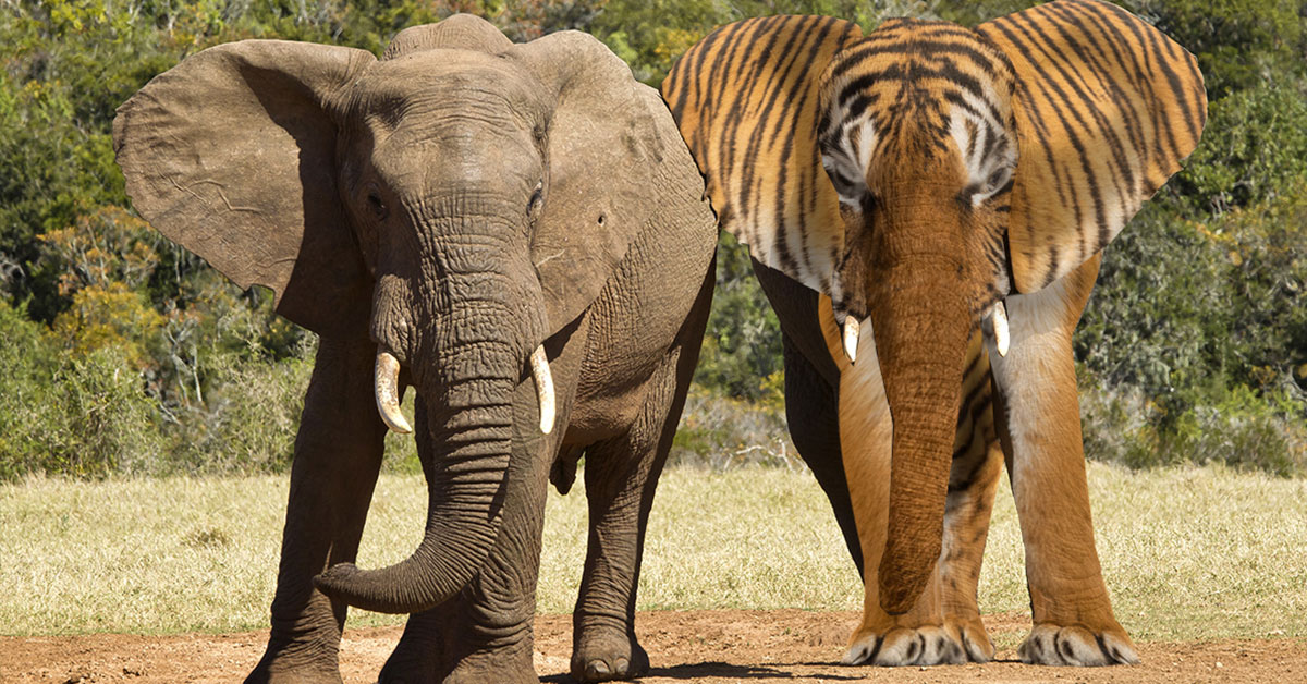 Photograph of two elephants, one which has tiger striped fur to infer re-skinning.