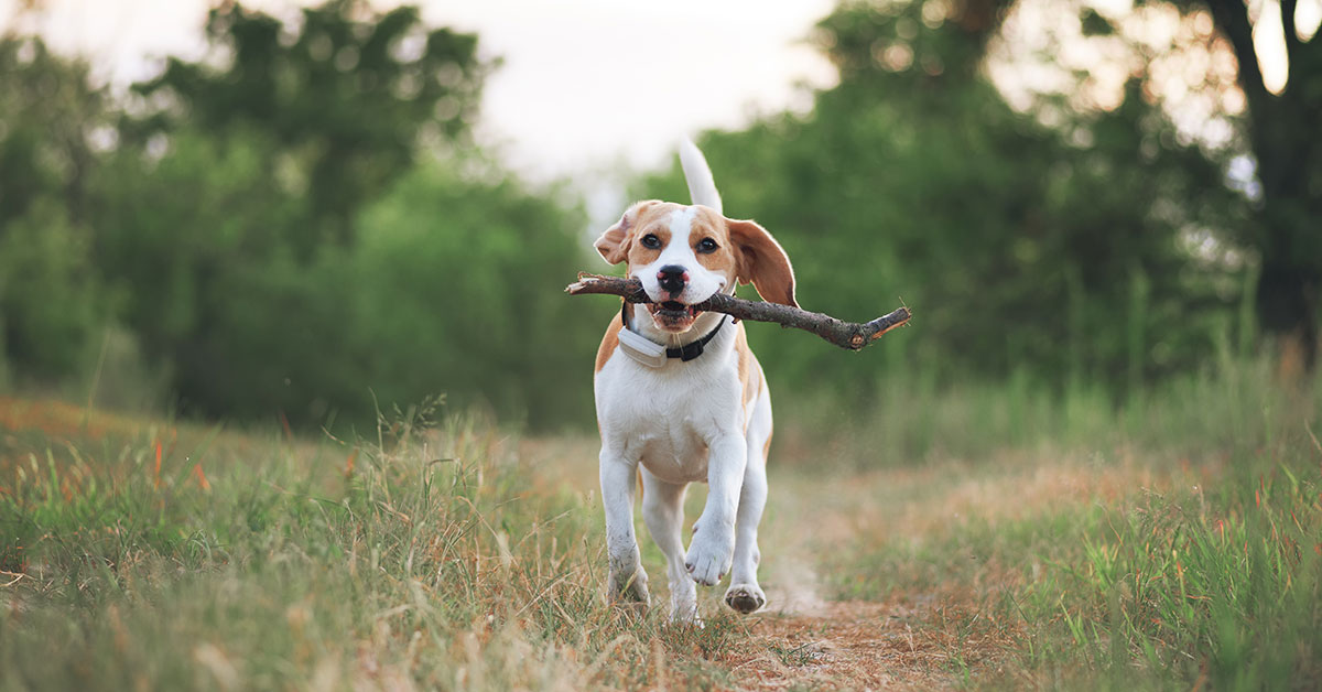 A white and brown dog runs towards the viewer with a stick in its mouth